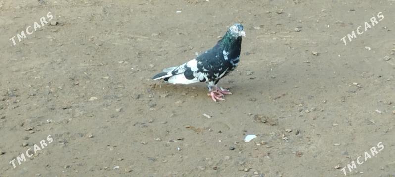 kepderi - Mary - img 1