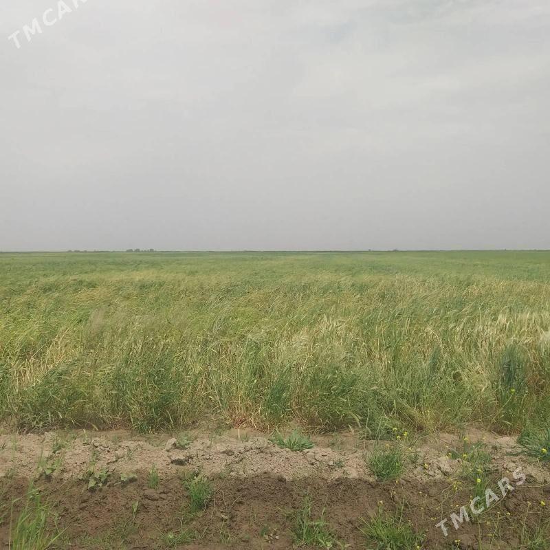 Yorunja yer 23 gektar - Ak bugdaý etraby - img 1