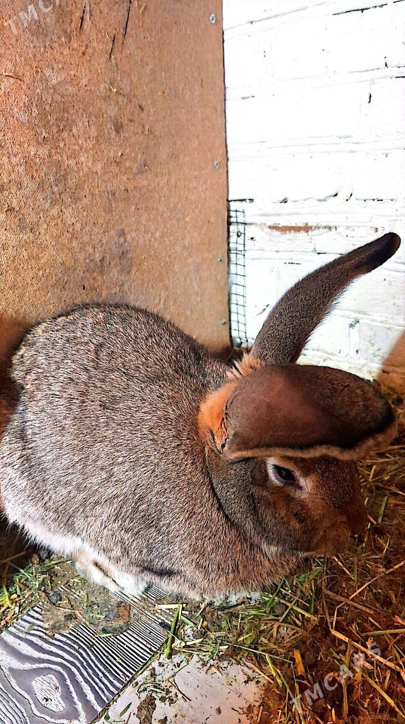 Ой хайванлары - Дянев - img 1