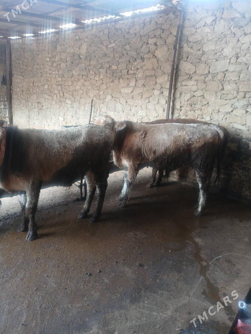 okuz - Gyzylarbat - img 1