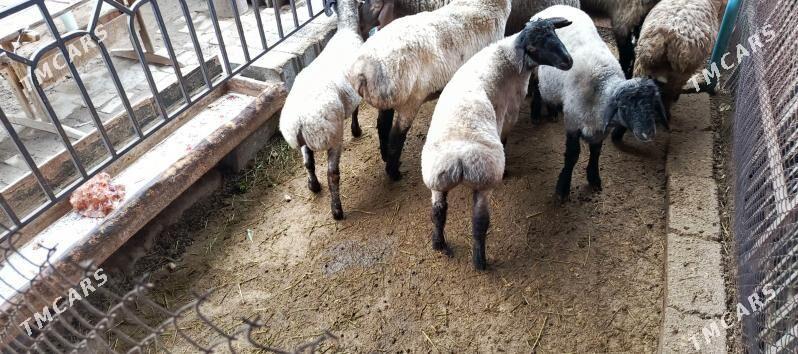 Tokly goyun issek - Hitrowka - img 1