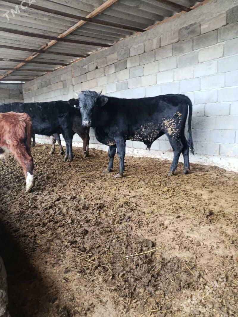 okuz - Бузмеин - img 1