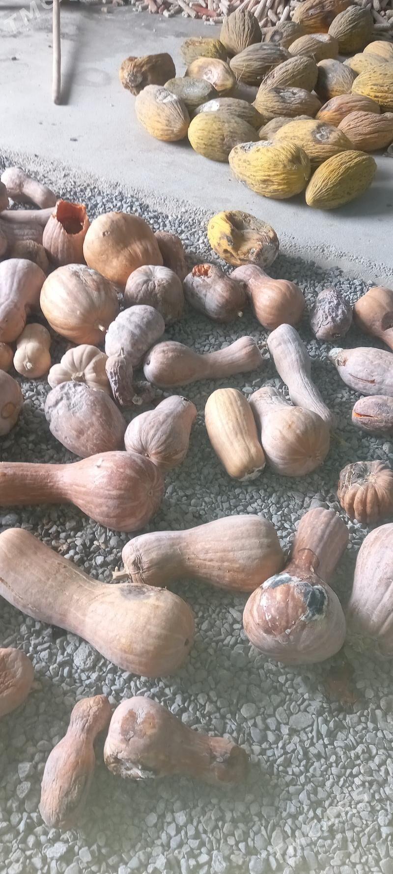 Kadi - Ашхабад - img 1