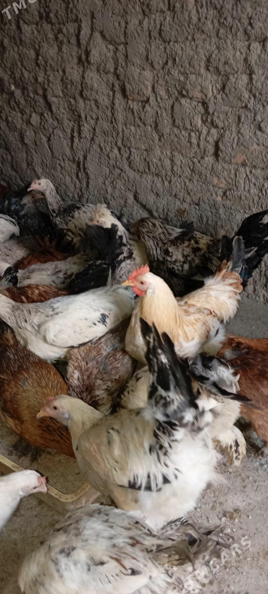 Balgar towyk horoz - Бахарден - img 1