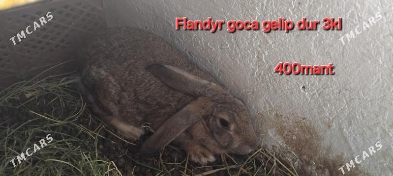 Flandyr Velikan towşanlar - Çärjew - img 1