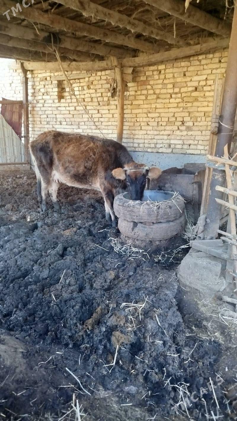 сатлык - Türkmenabat - img 1