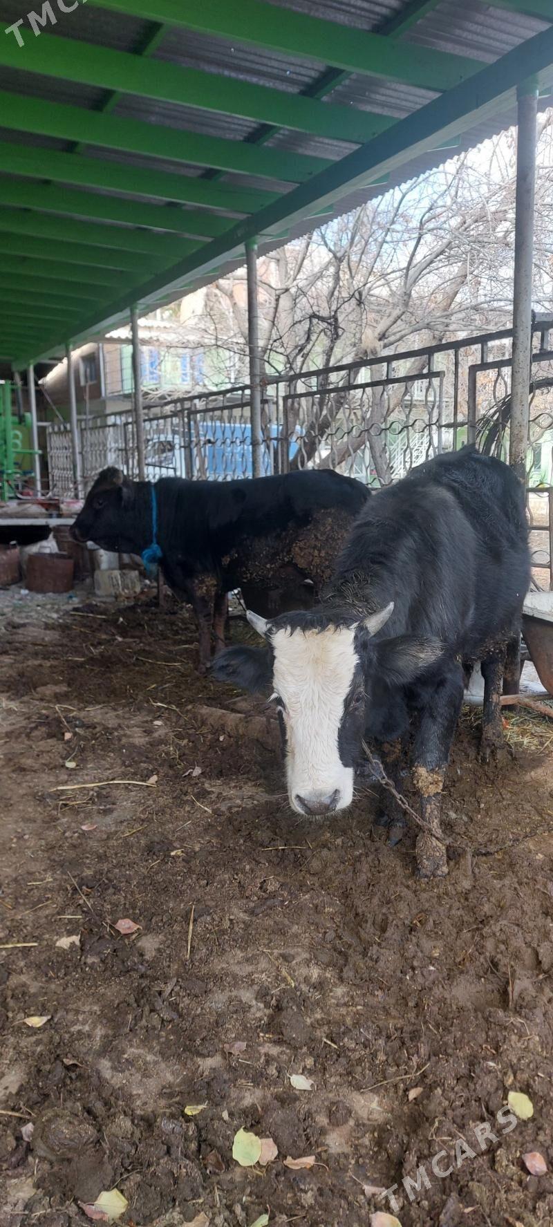 bakylan okiz 2 si - Bäherden - img 1