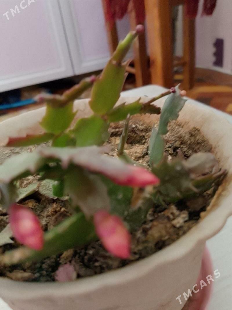 Декабрист - 30 mkr - img 1