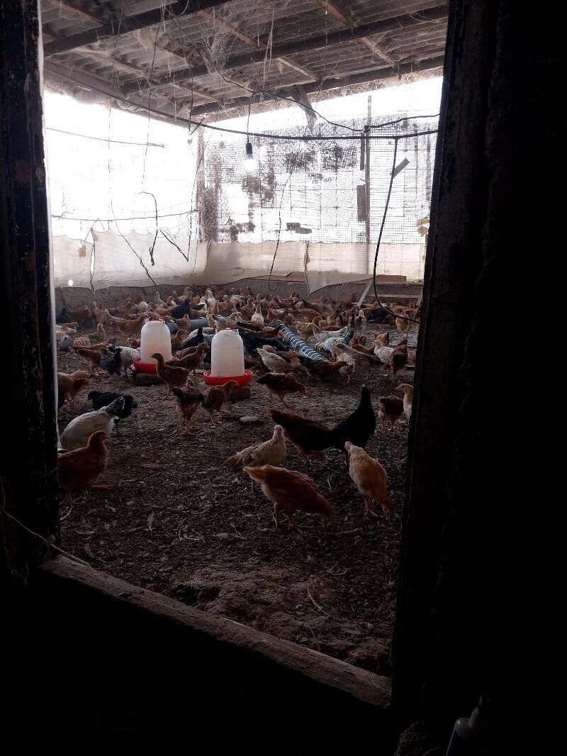 towuk juyje juje - Гёкдепе - img 1