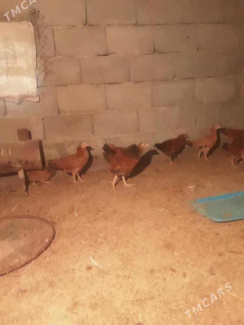 juyje - Гёкдепе - img 1