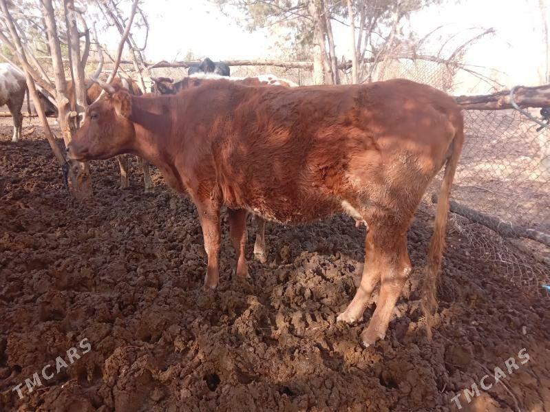 sygyr - Багир - img 1