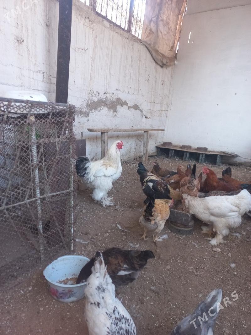 horaz - Балканабат - img 1