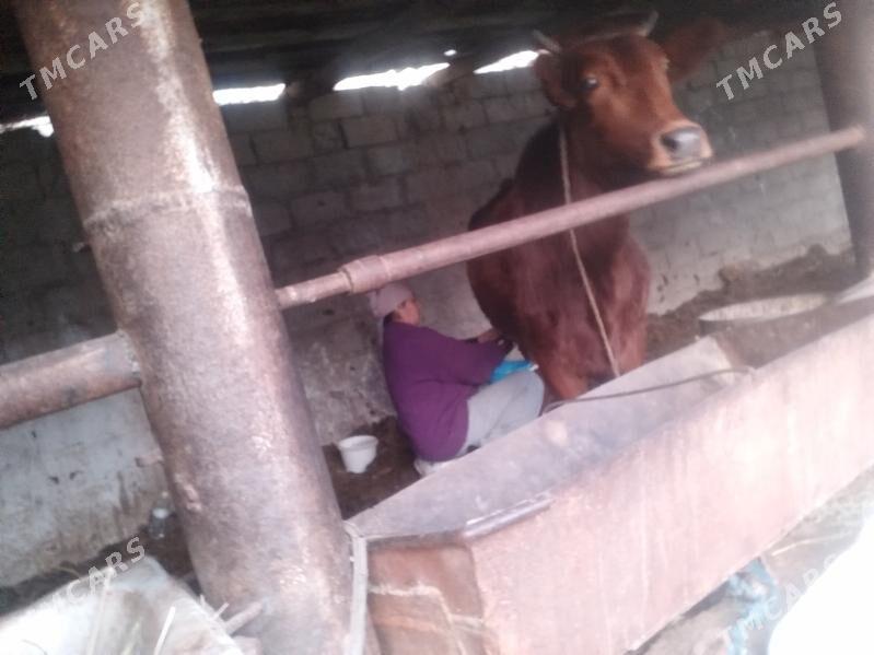 goleli sygyr - Туркменабат - img 1