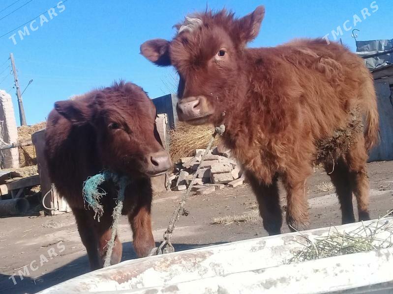 Unajynlar - Чарджоу - img 1