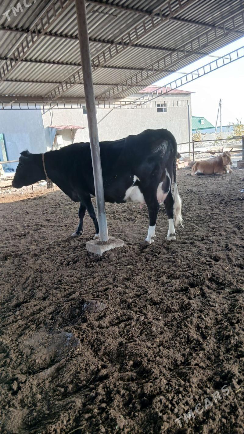 goleli sygyr - Анев - img 1