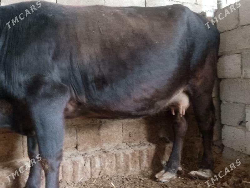 Boğaz Sygyr - Büzmeýin - img 1