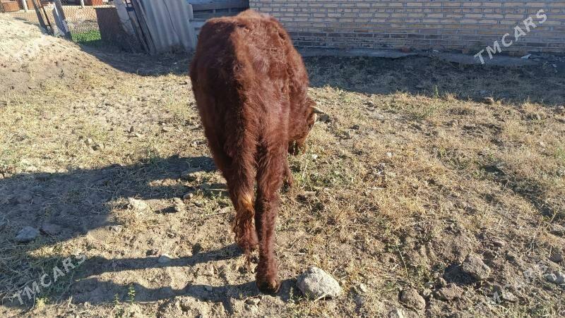 okuz - Мары - img 1