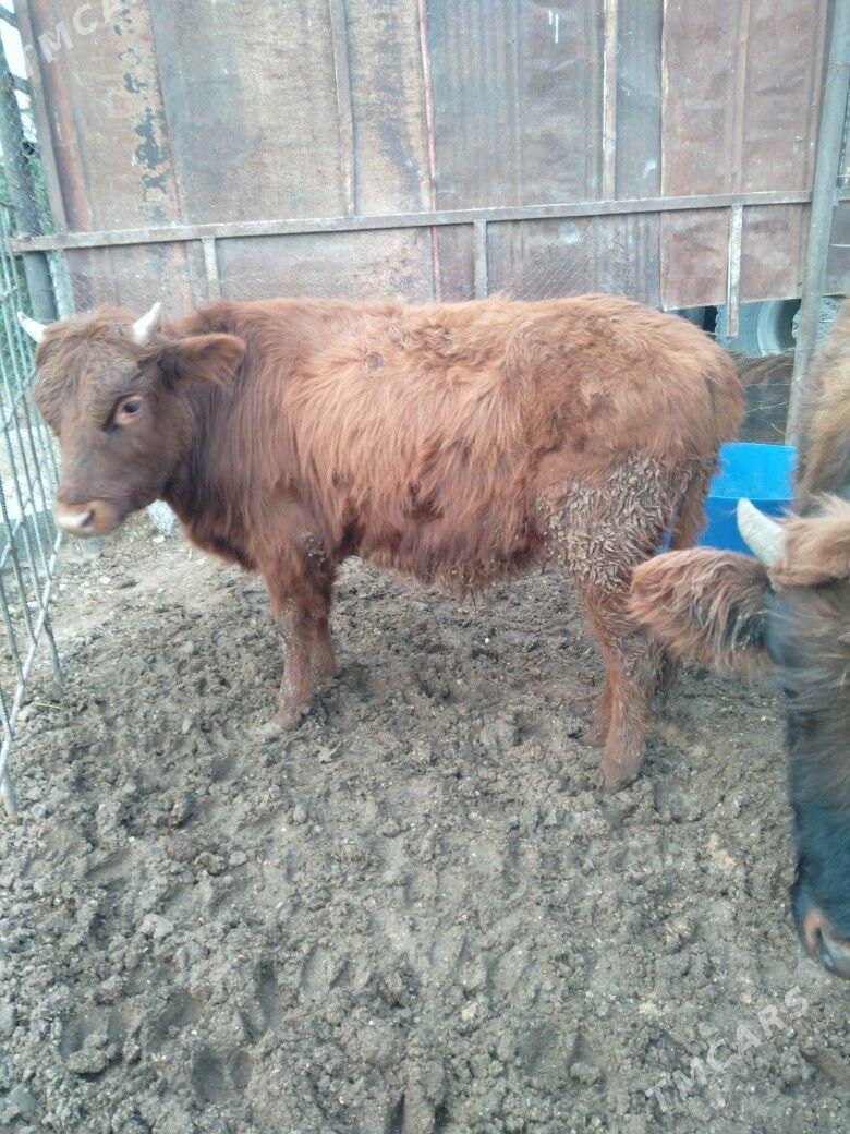 Okuzceler - Balkanabat - img 1