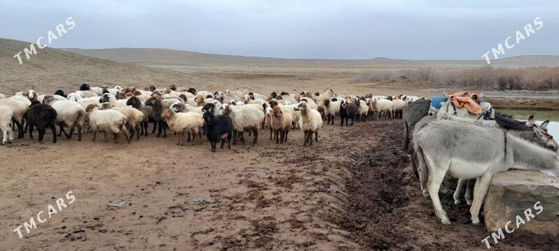 Goyun - Туркменбаши - img 1