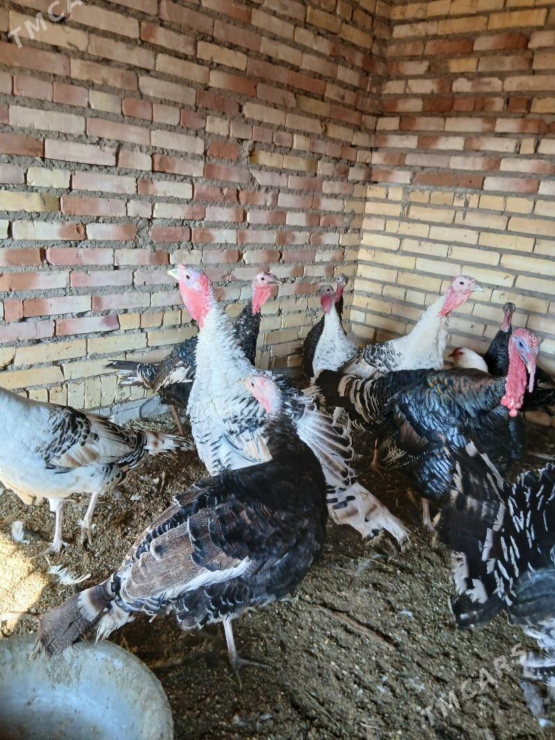 induk - Sarahs - img 1