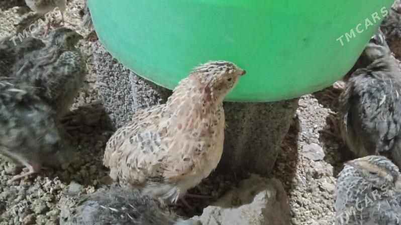 Bedene juje - Бедев - img 1