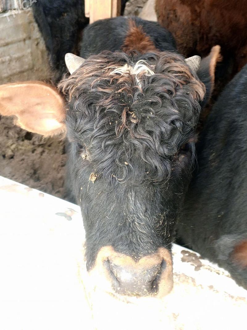 Okuz 2-sany - Aşgabat - img 1