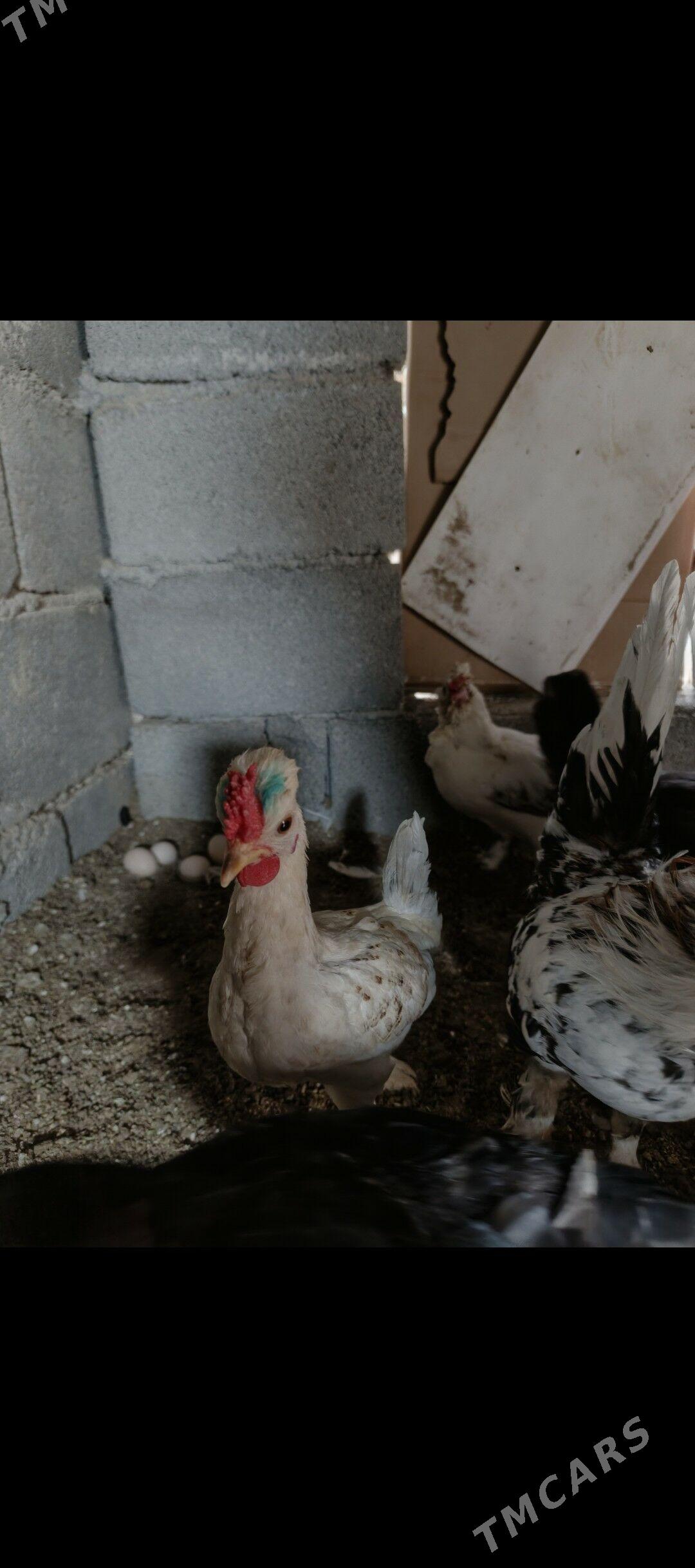 karlyk - Garadamak - img 1