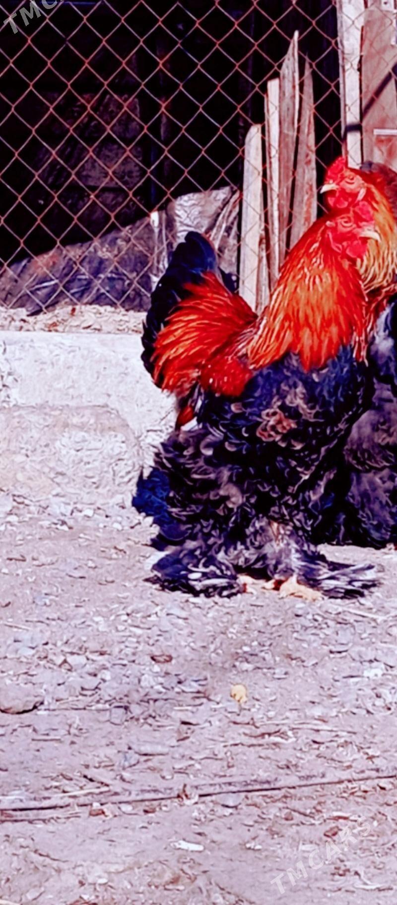 брама. хораз - Бузмеин - img 1