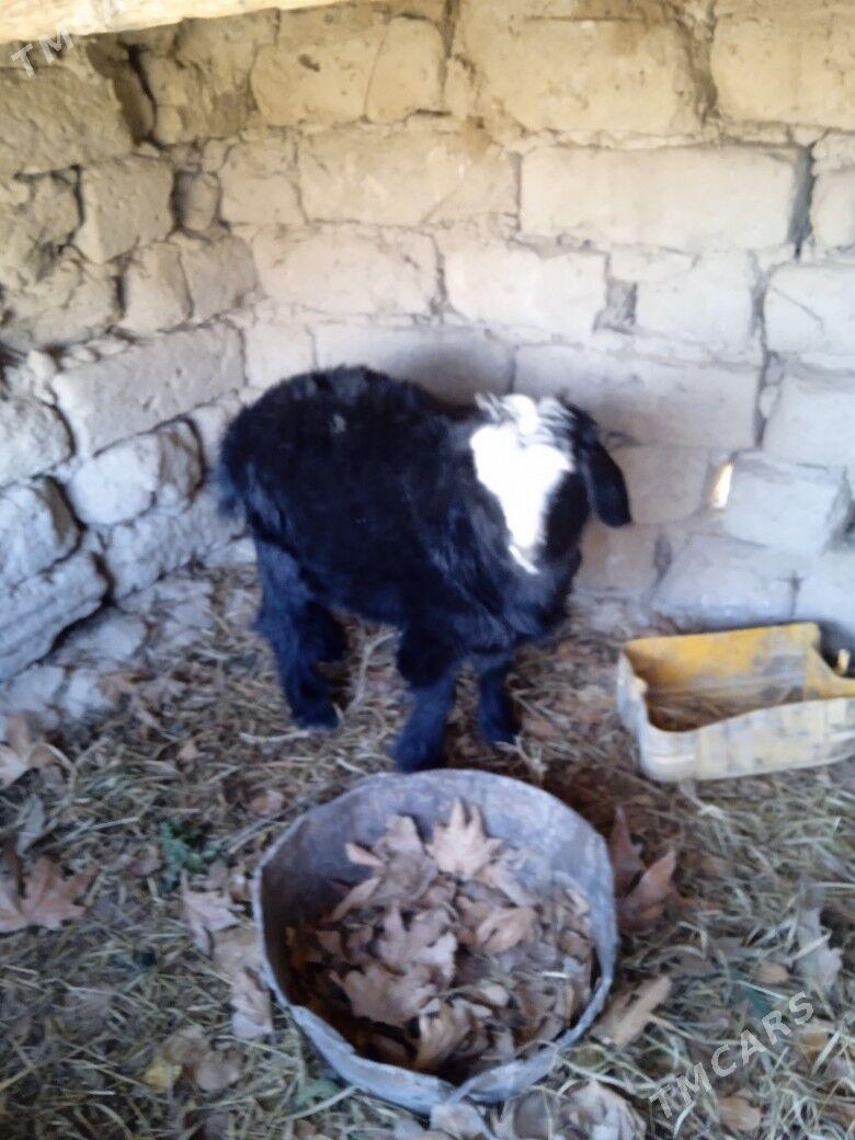 geci - Magtymguly - img 1