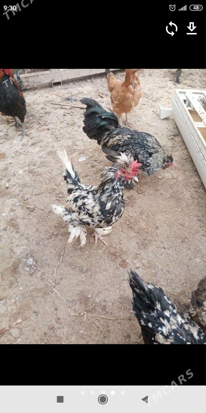 horoz karlik - Балканабат - img 1