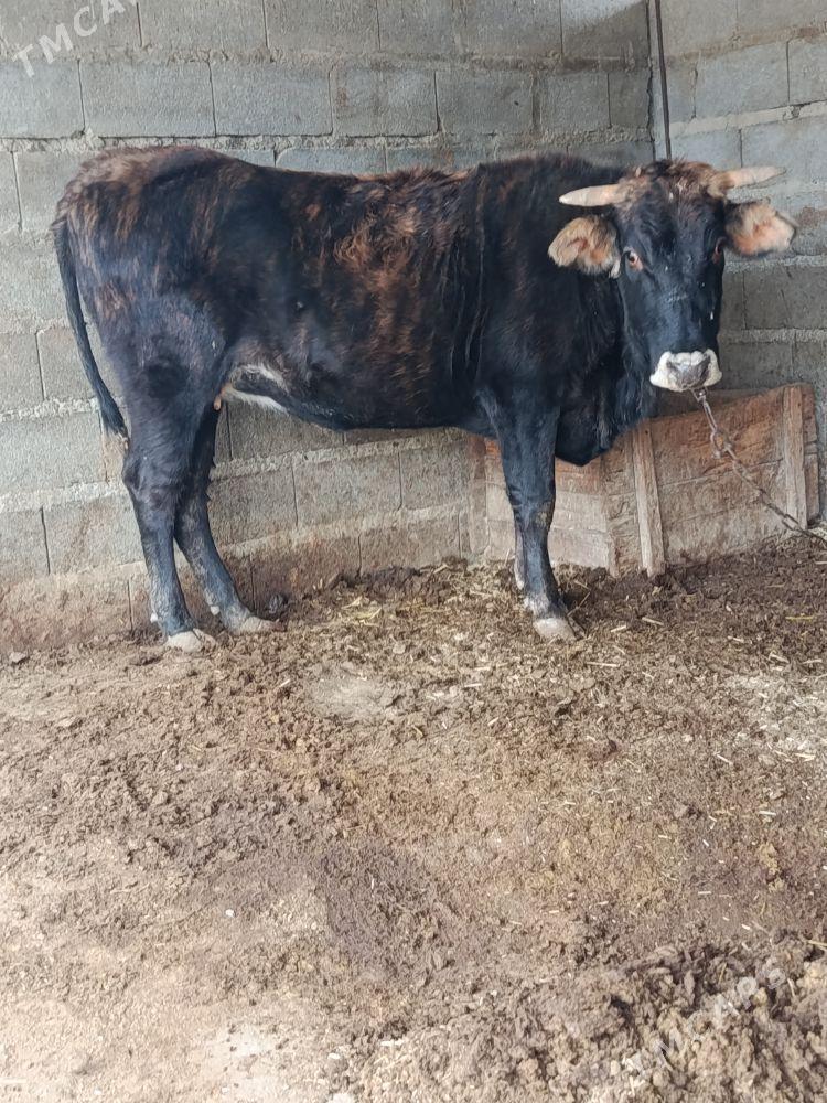 argynal bogaz sygyr - Bäherden - img 1