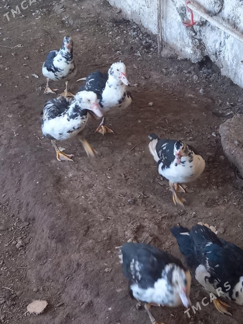 Ордек - Çärjew - img 1