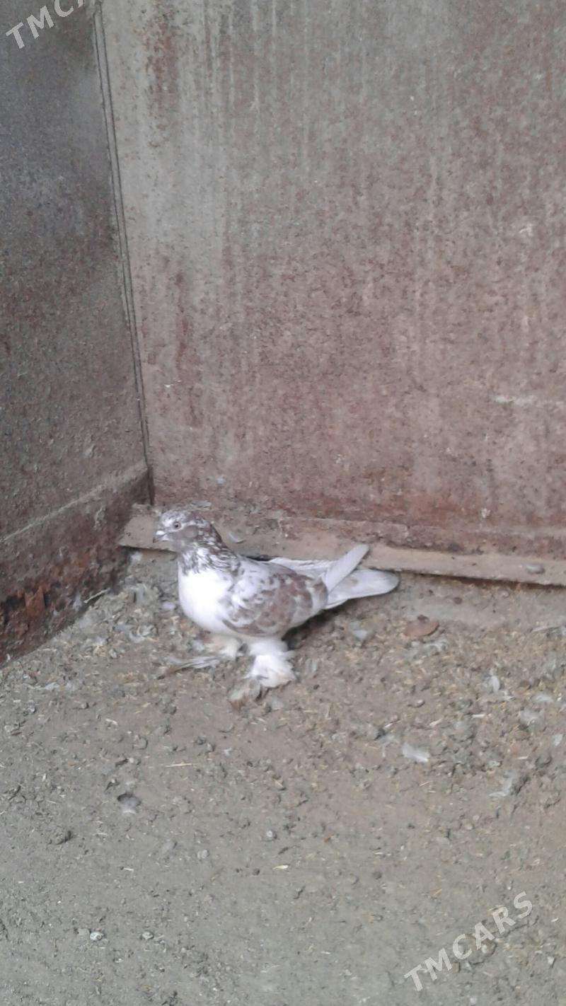 Kepderi - Mary - img 1