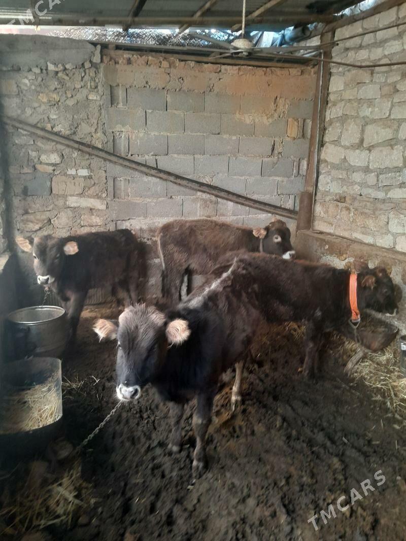 oküz tüwe - Gyzylarbat - img 1