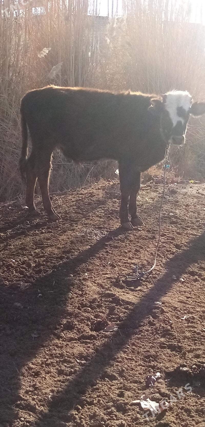 Окуз - Туркменабат - img 1