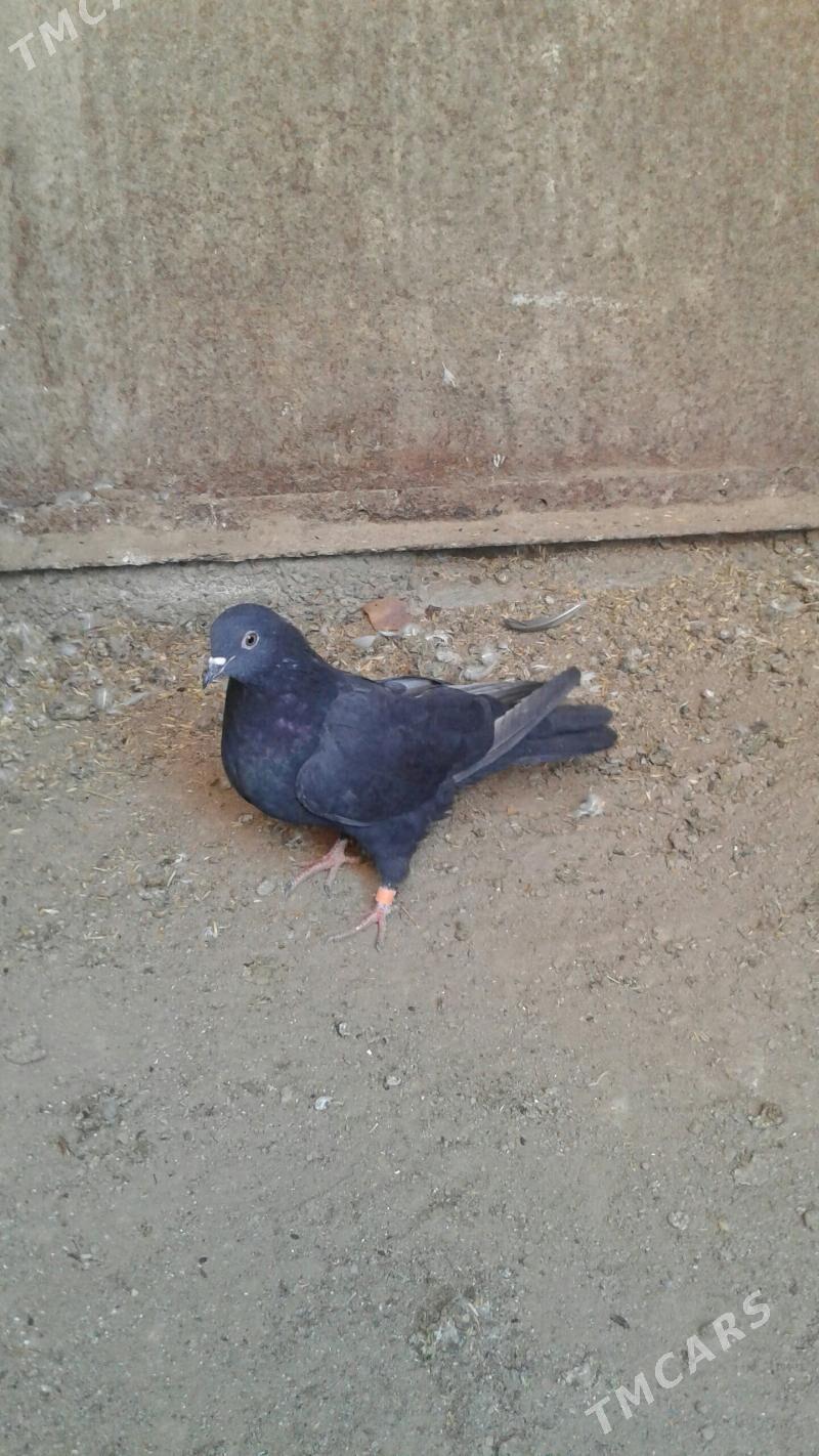 Kepderi - Mary - img 1