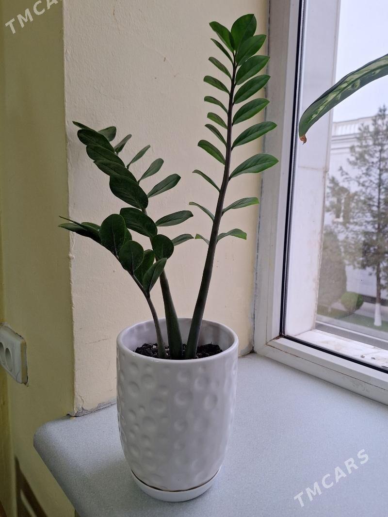 Gul цветы gül öÿ güli - Ким район - img 1