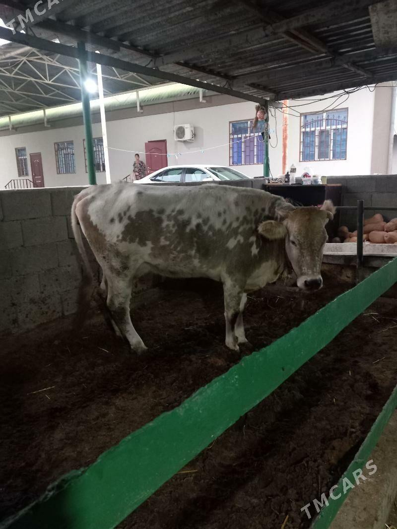 goleli sgr - Ашхабад - img 1