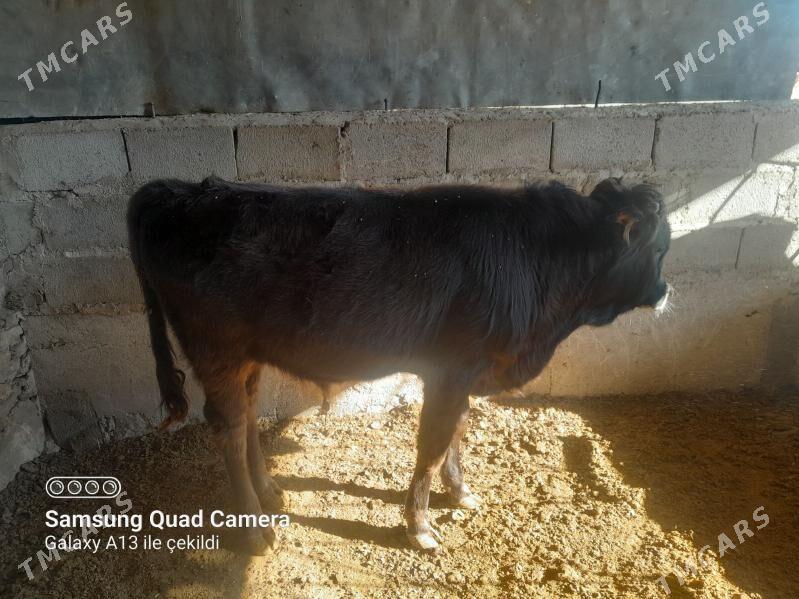 öküz - Bereket - img 1