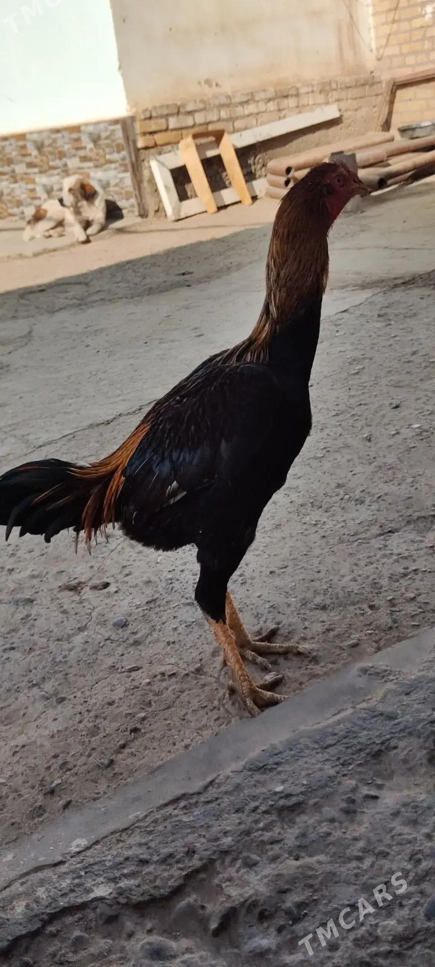 ozbek tuhum - Türkmenabat - img 1