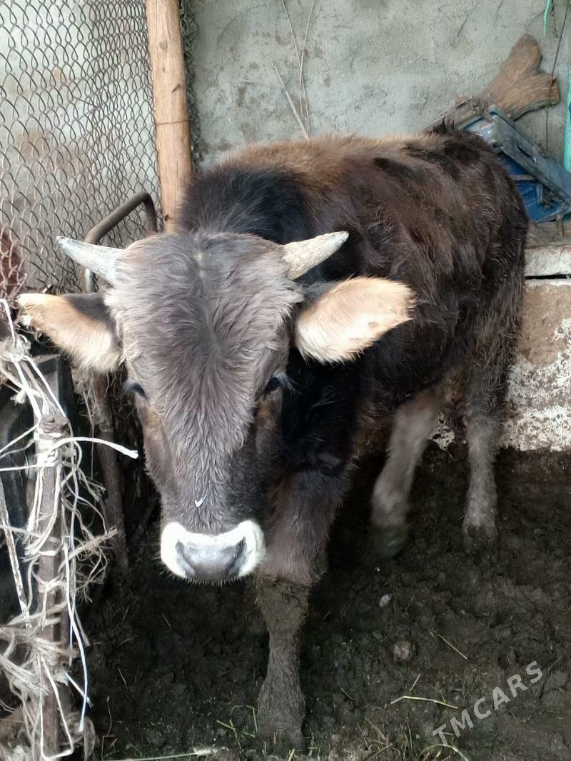 Okuz - Aşgabat - img 1