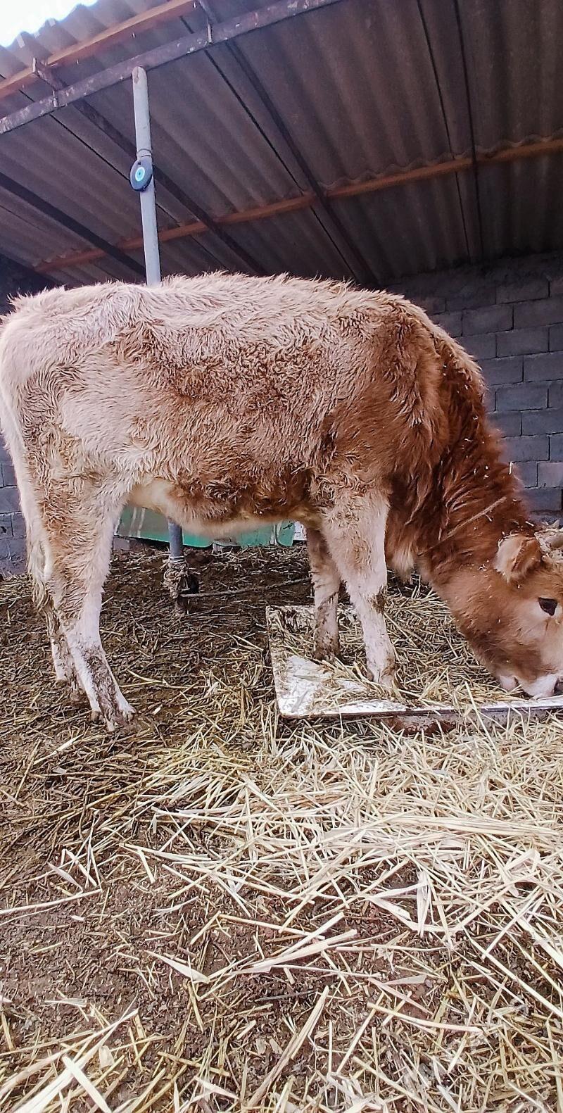 göleler - Büzmeýin - img 1