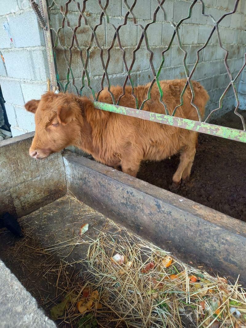 okuz - Gökdepe - img 1