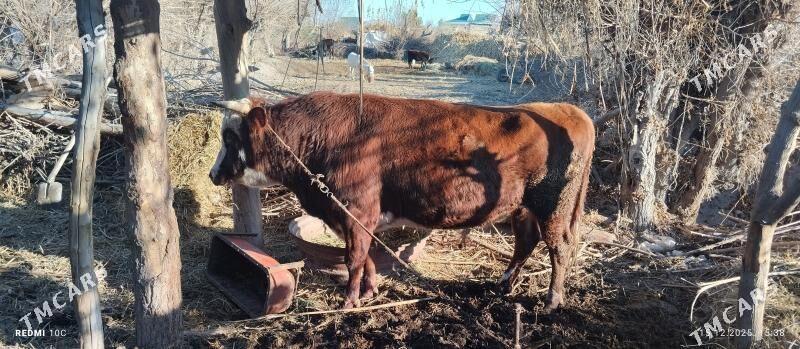 Okuz - Сакар - img 1