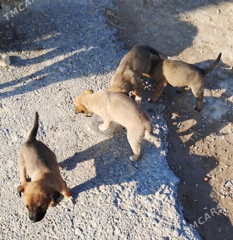 Щенки мелкой породы - Türkmenabat - img 1