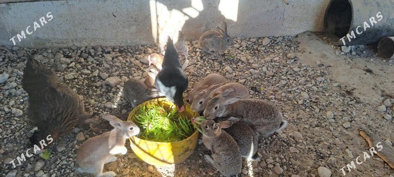 Towsan - Balkanabat - img 1