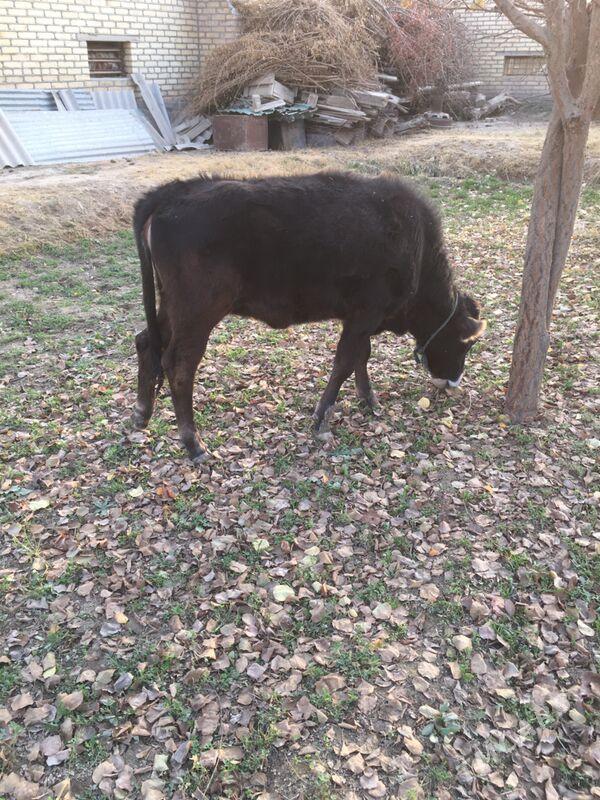 Swet paroda gulajyn - Sakarçäge - img 1