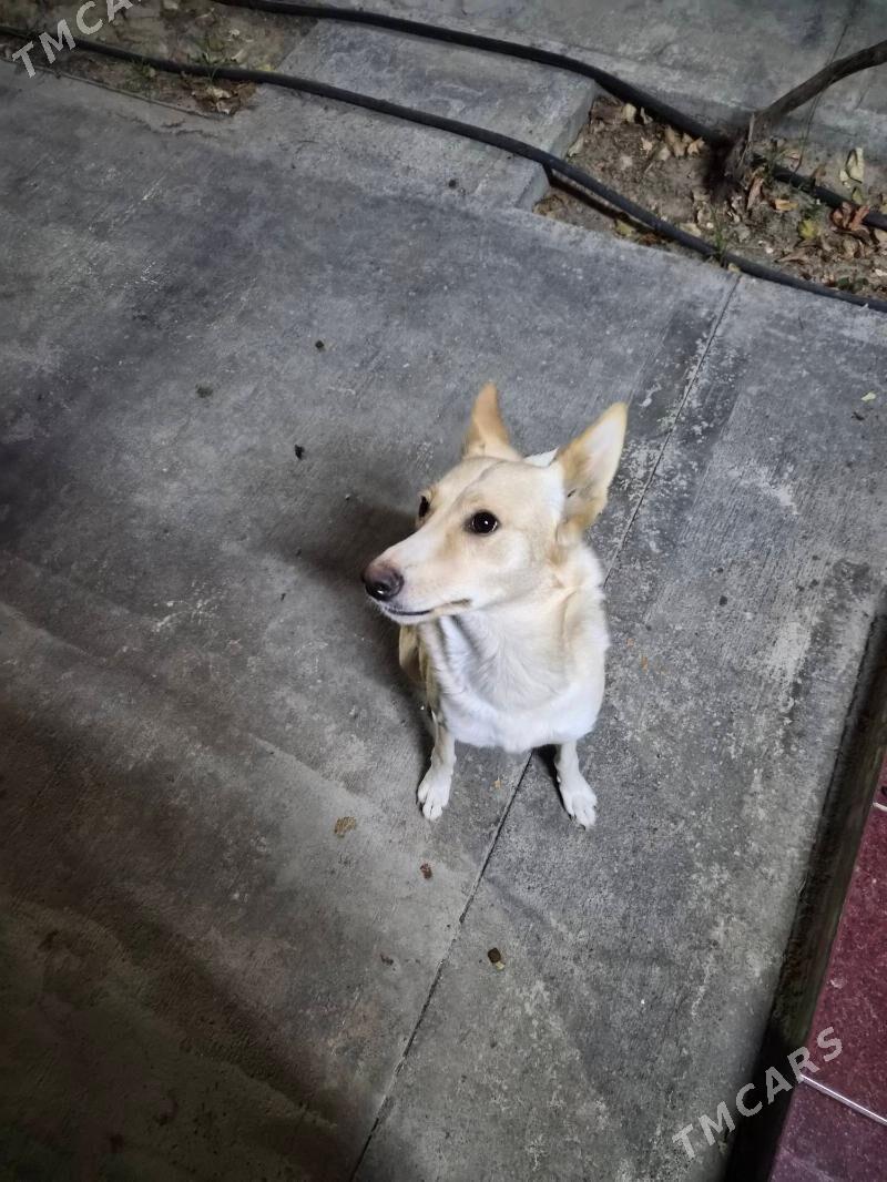 Уличная собака в добрые руки - Aşgabat - img 1