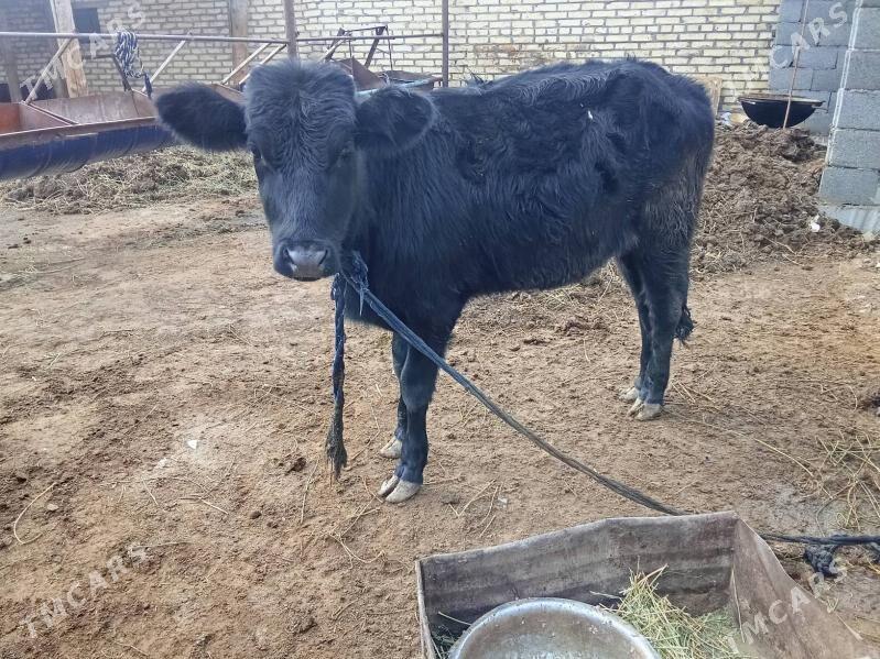 gulajun gole - Mary - img 1