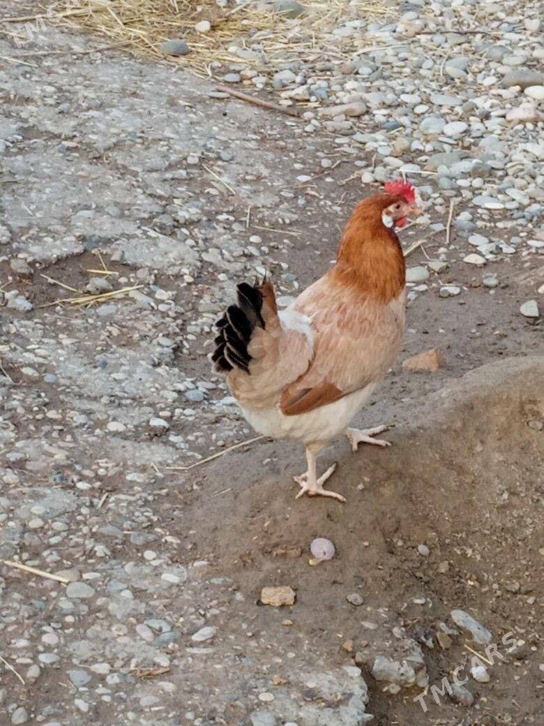 towuk - Тагтабазар - img 1